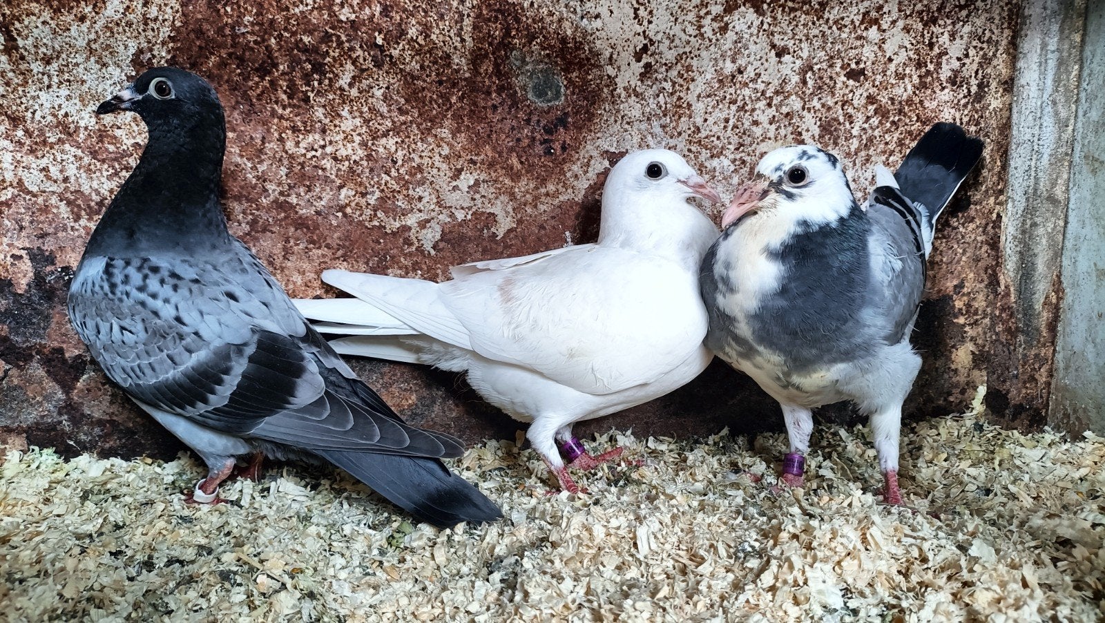Mooie jonge kleur postduiven, Meerdere dieren, Postduif