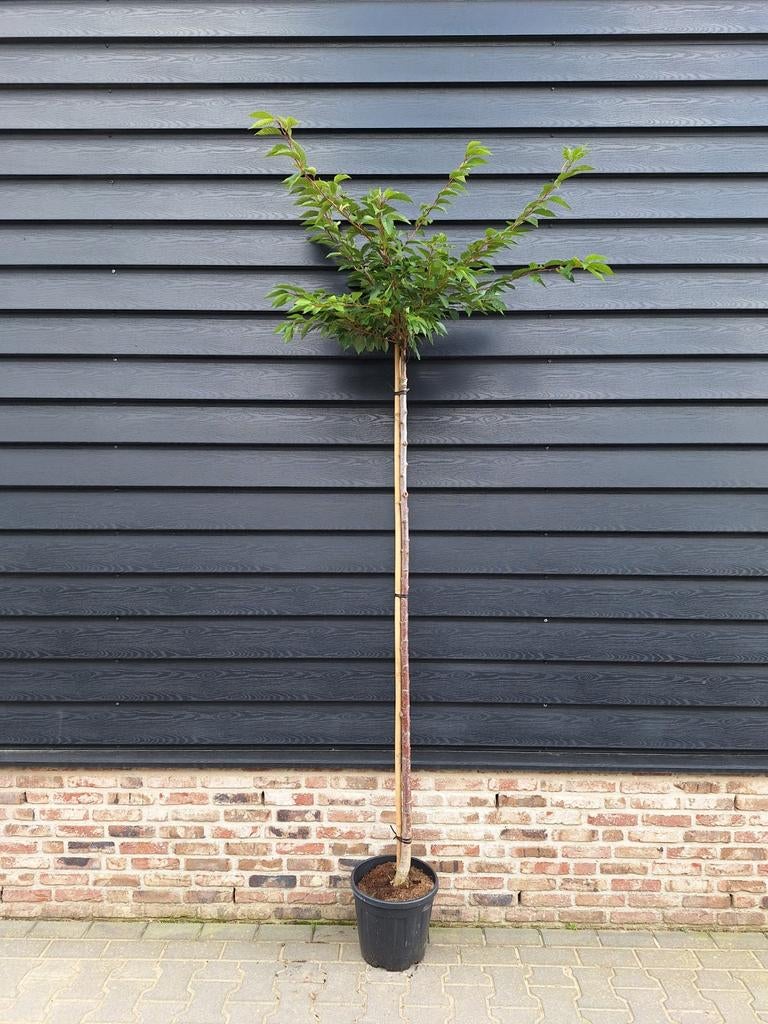 Prunus subhirtella 'Autumnalis Rosea' 🌺🌿, Ophalen, Lente, Volle zon, Overige soorten