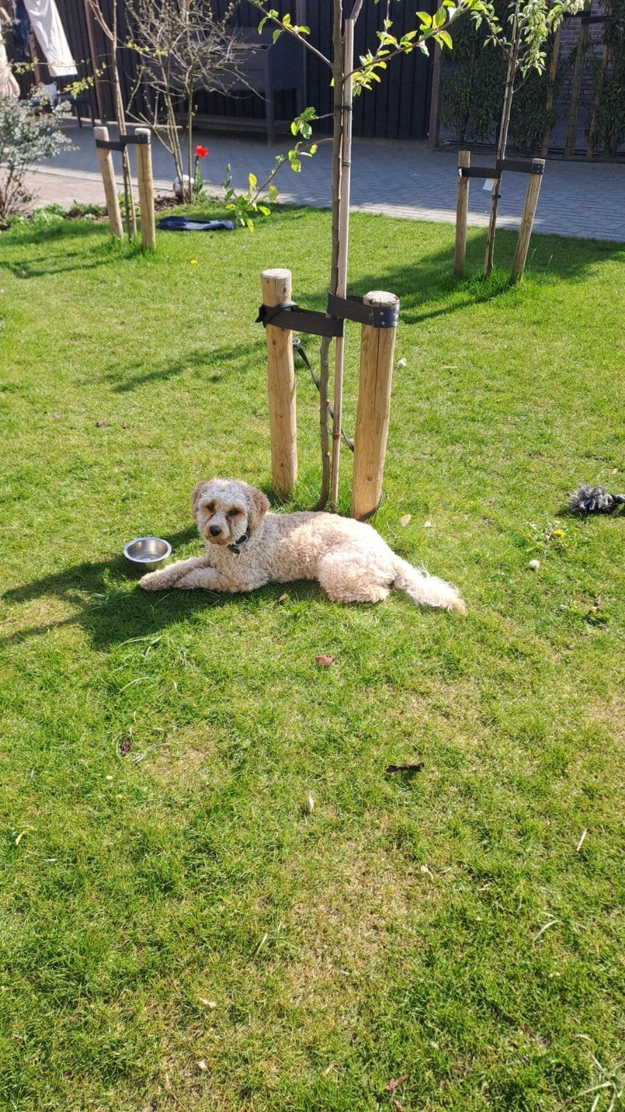 Labradoodle reu(gecastreerd)1 jaar oud, Parvo, Reu, 1 tot 2 jaar, Eén hond