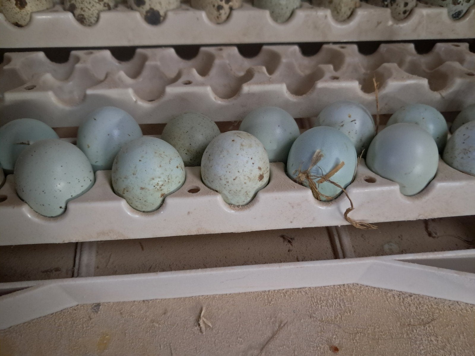broedeieren celadon kwartels, Geslacht onbekend, Overige soorten