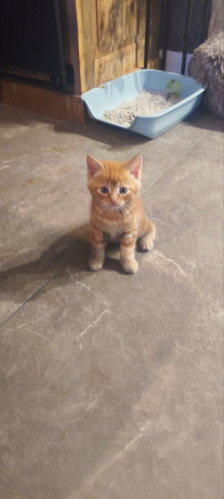 Gratis af te halen in overleg 4 kittens, Poes