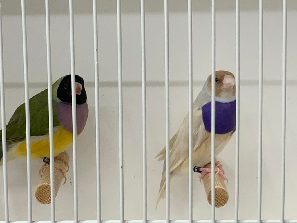 Te Koop Aangeboden Blauw Overgoten Gouldamadines, Meerdere dieren, Tropenvogel, Geringd