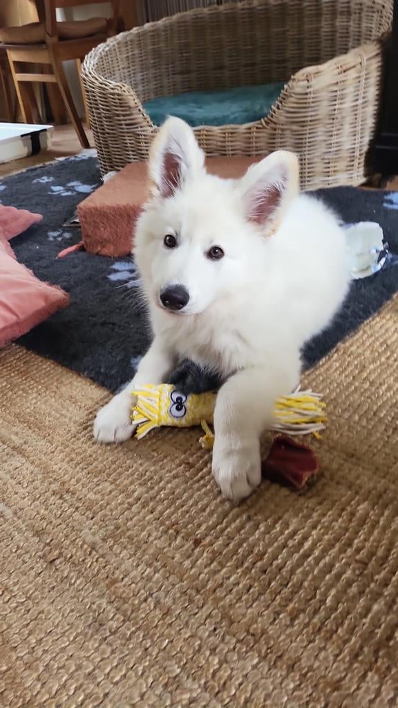 Zwitserse Witte Herder pups, Dieren en Toebehoren, Honden | Herdershonden en Veedrijvers, Parvo, 8 tot 15 weken, Meerdere, Meerdere dieren