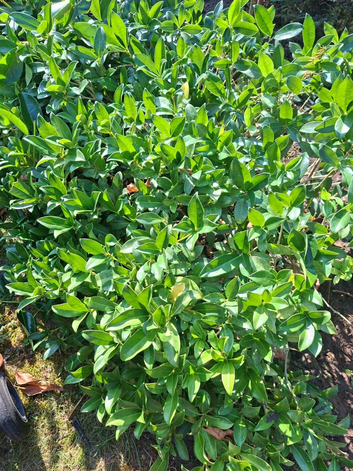 Pittosporum - snel ophalen!, Ophalen, Overige soorten, Struik, 100 tot 250 cm