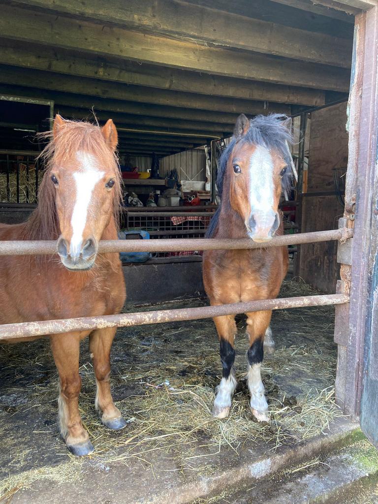 Te koop lieve Welsh pony’s, Dieren en Toebehoren, Ruin, A pony (tot 1.17m)