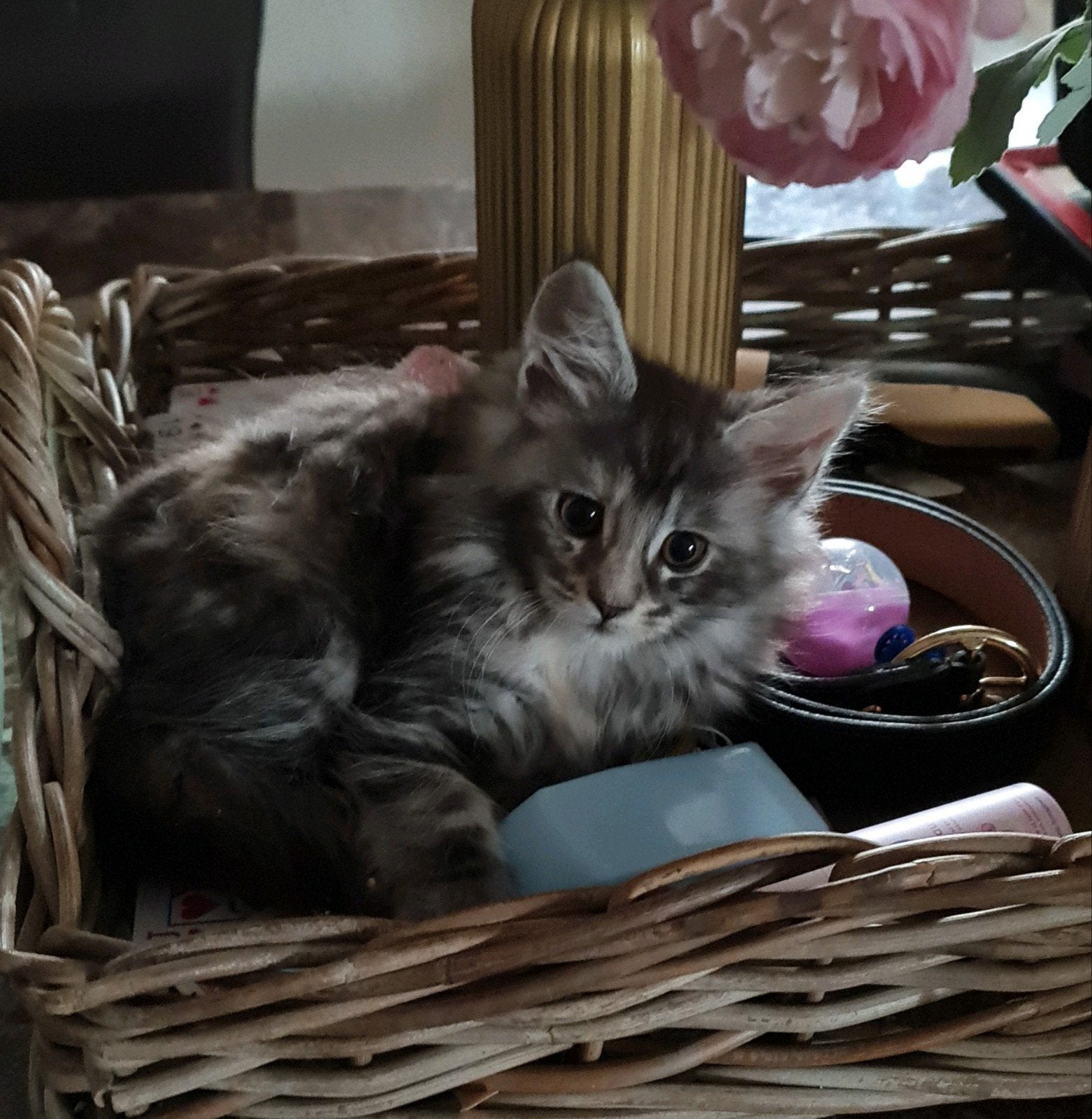 3 prachtige main coon kittens, Dieren en Toebehoren, Katten en Kittens | Raskatten | Langhaar, Meerdere dieren, Gechipt, 0 tot 2 jaar