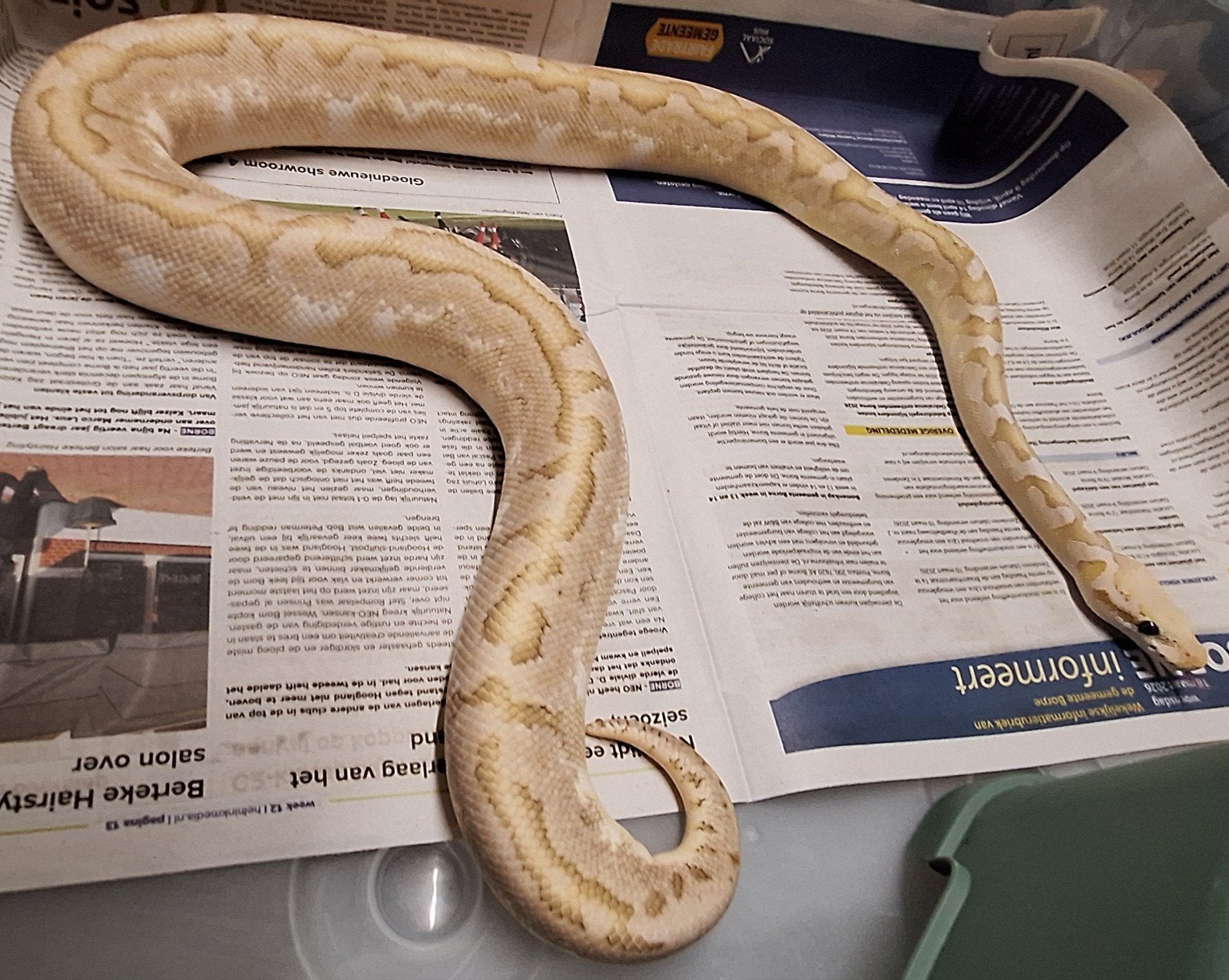 Bamboo spotnose pastel 100%het clown Ball Python - female for sale from SC