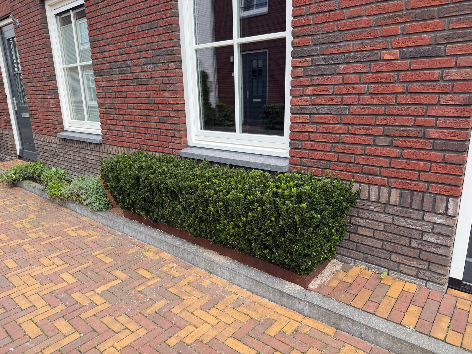 Haag van ruim 2 meter, Ophalen, Buxus, Haag, Minder dan 100 cm