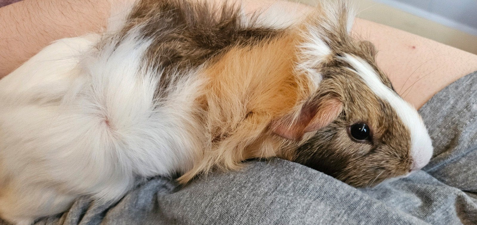 Lieve cavia Bobo van 14 bijna 15 weken zoekt een thuis!, Cavia, Februari, Mannelijk, Tam