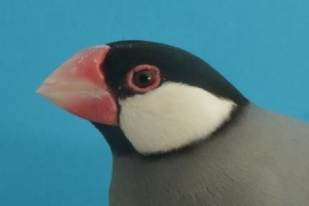 Te koop TT waardige Rijstvogels, Meerdere dieren