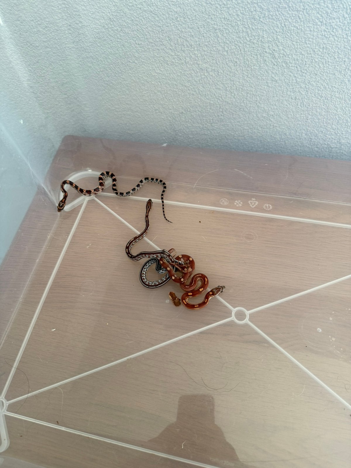 Baby rattenslang Rat Snake photo 8