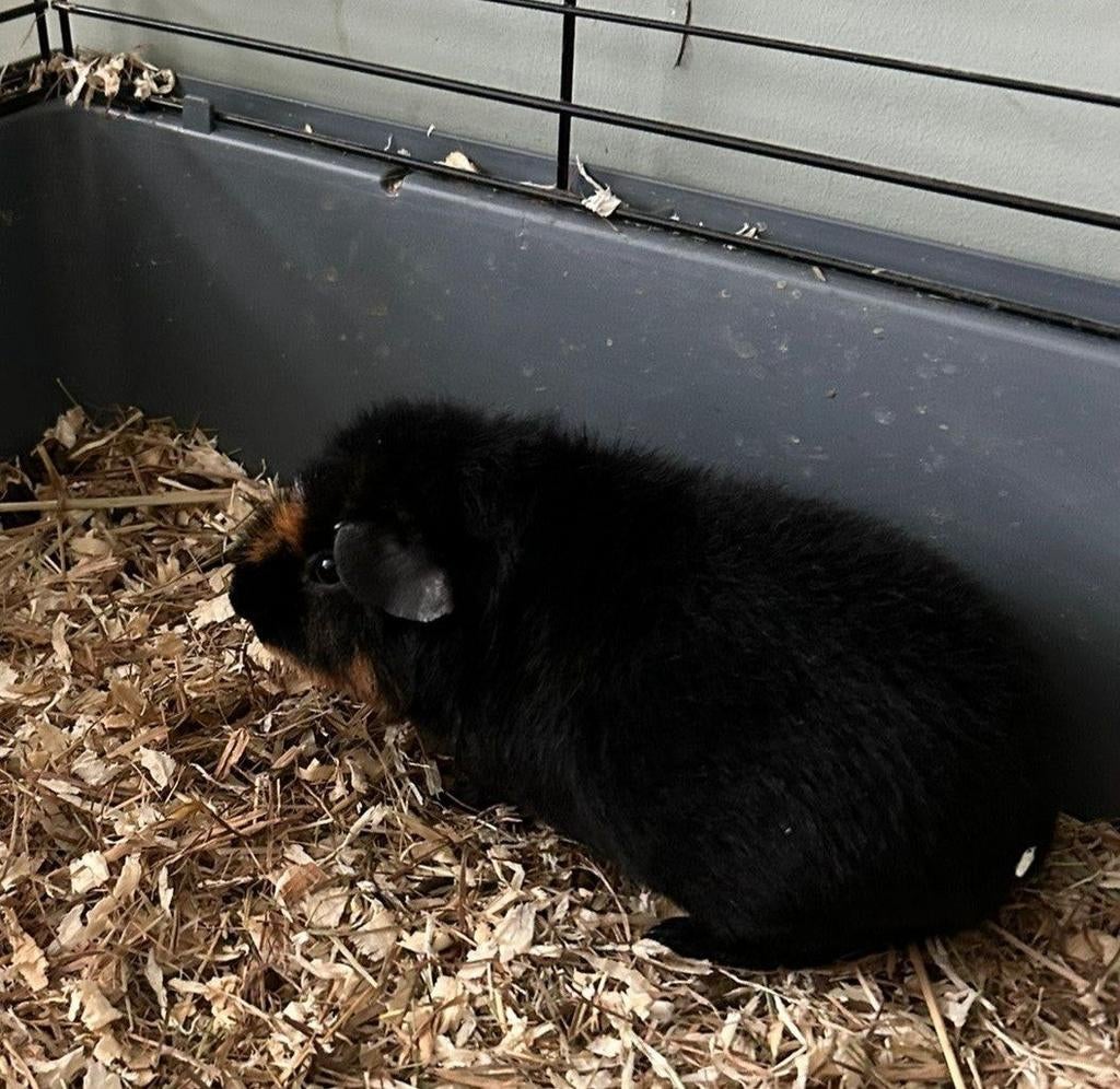 3 zeugjes beschikbaar, Dieren en Toebehoren, Knaagdieren, Vrouwelijk, Cavia, Februari
