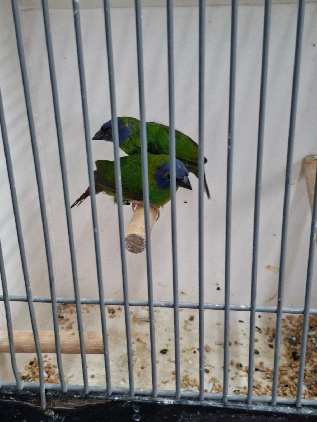 Driekleur amedine man, Dieren en Toebehoren, Vogels | Overige Vogels, Mannelijk