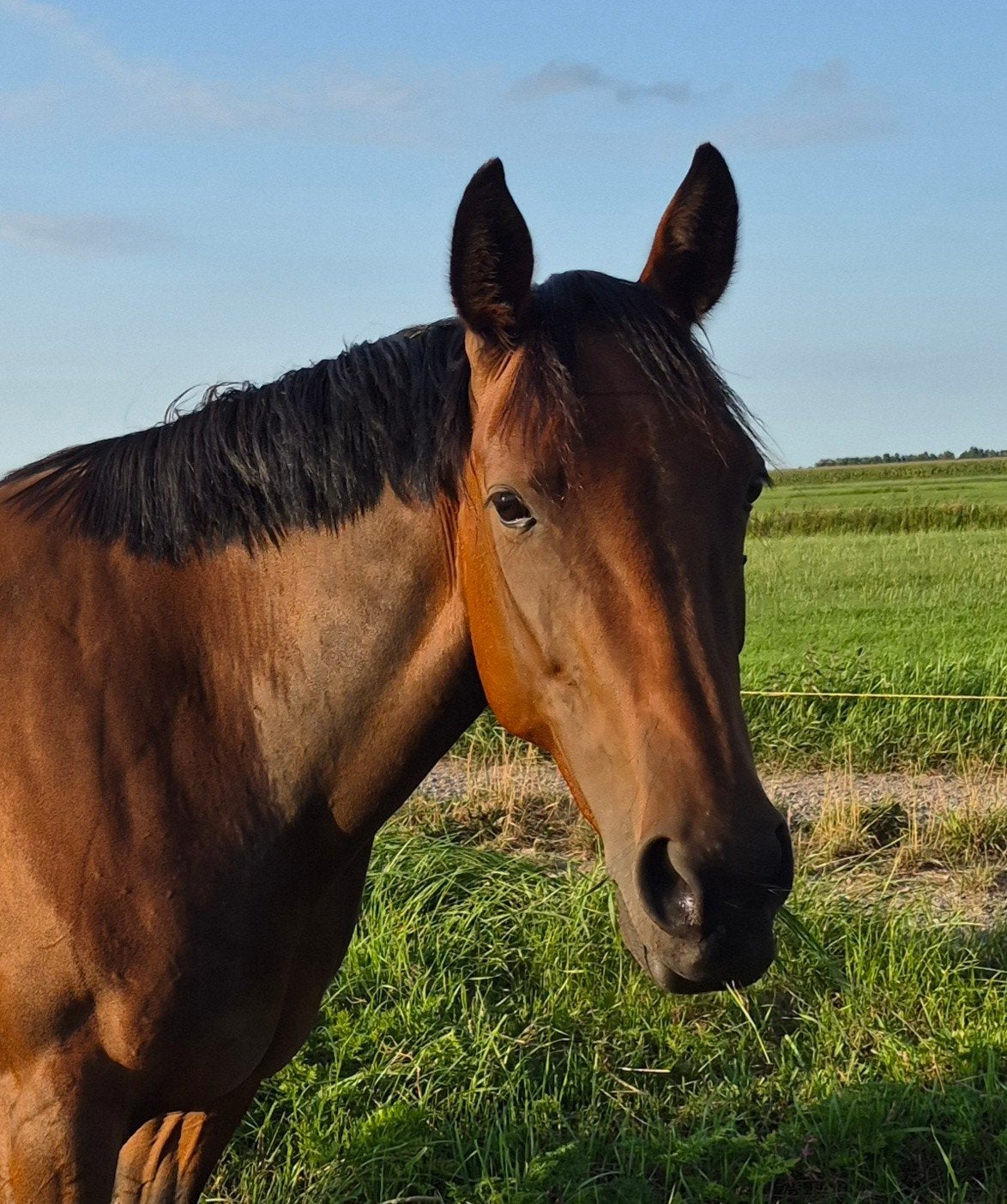 Lieve brave project E pony merrie 8 jaar draver, Met stamboom, Zadelmak, 7 tot 10 jaar, Recreatiepony