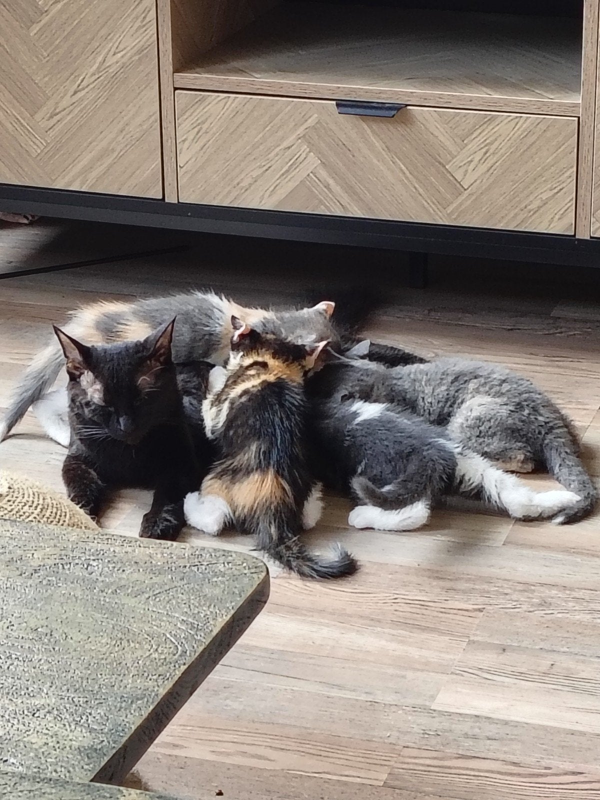 Twee lieve poesjes zoeken een gouden mandje, Poes