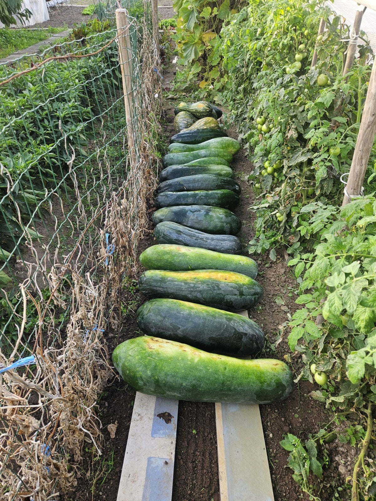 biologische pompoen, Ophalen