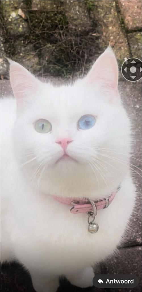 KITTENS te koop, Meerdere dieren
