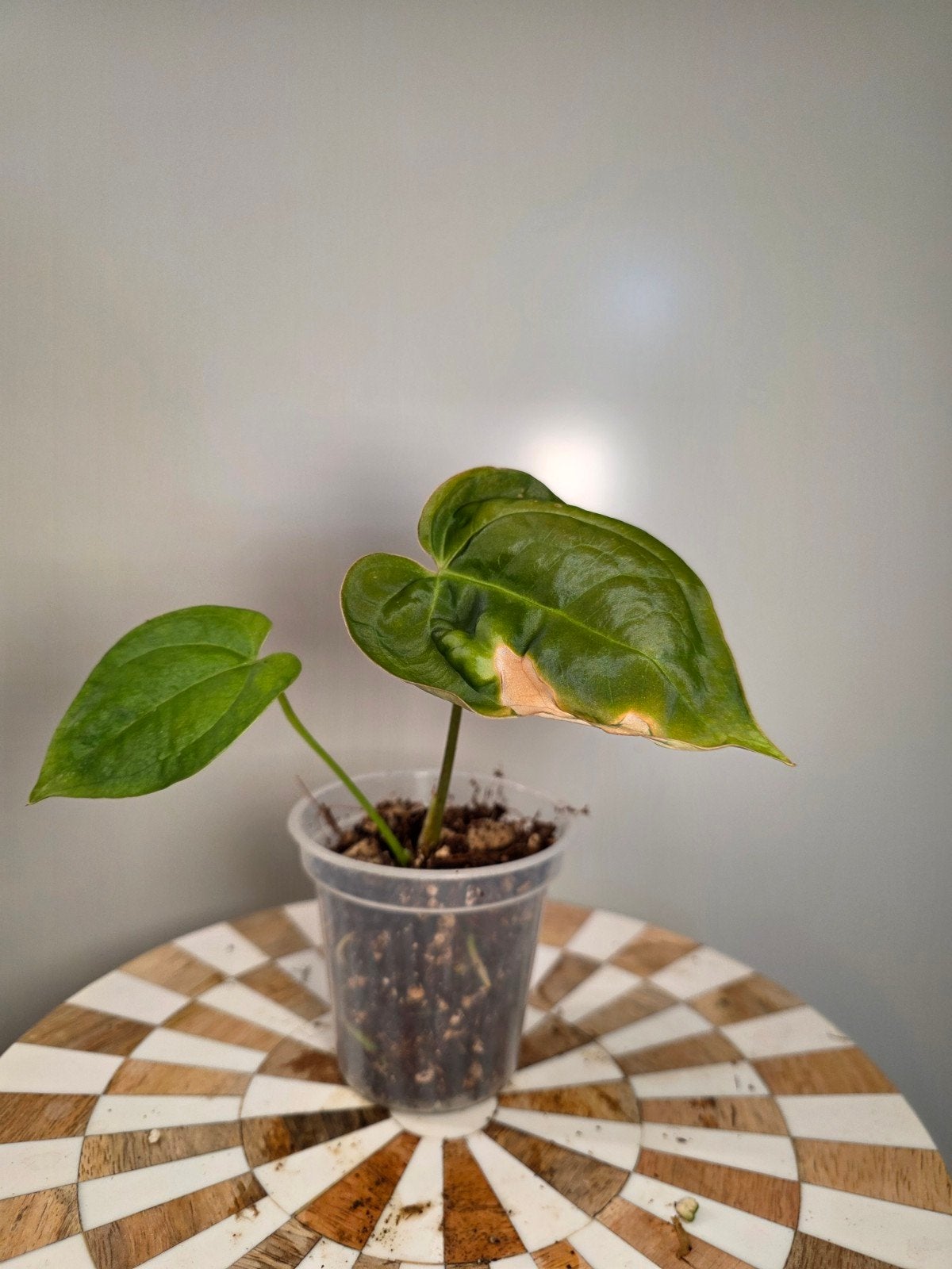 Anthurium Papillilaminum Ruby x Ace of Spades Dark Form, Ophalen of Verzenden, Halfschaduw, Minder dan 100 cm
