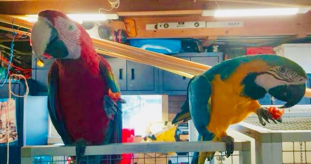 GEVRAAGD: PAPEGAAIEN/PARKIETEN WIJ KOPEN ZE IN️️, Dieren en Toebehoren, Vogels | Parkieten en Papegaaien