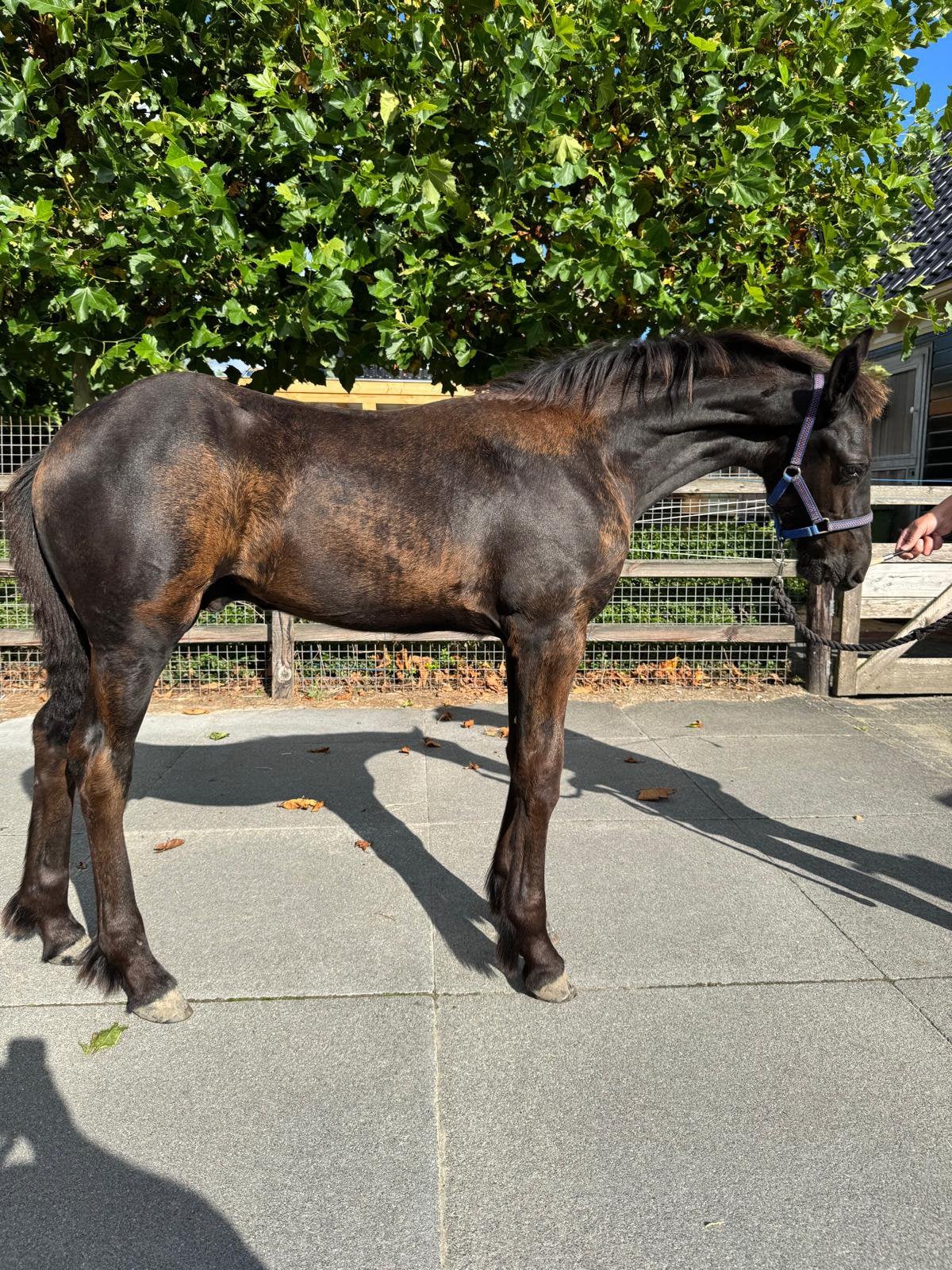 Fries Hengstveulen te koop., Dieren en Toebehoren, Paarden