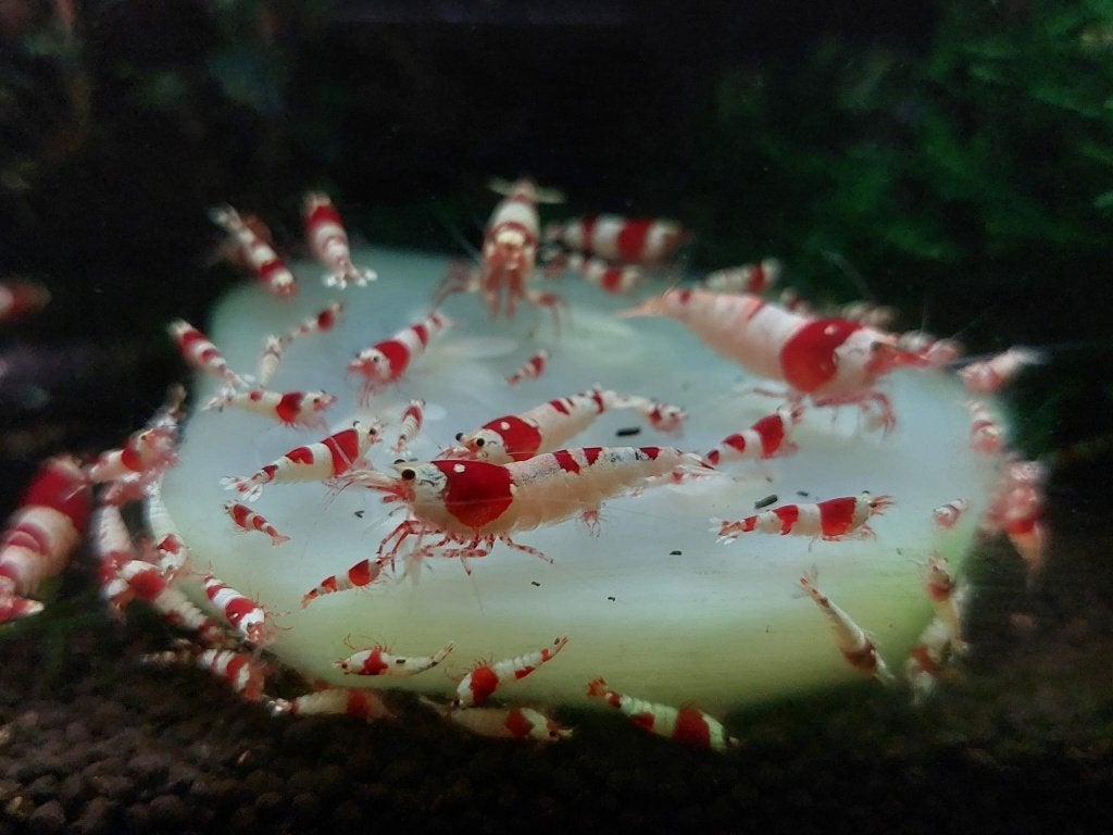 Crystal Red Garnalen - 50 voor 50 euro, Dieren en Toebehoren, Kreeft, Krab of Garnaal, Zoetwatervis, Schoolvis