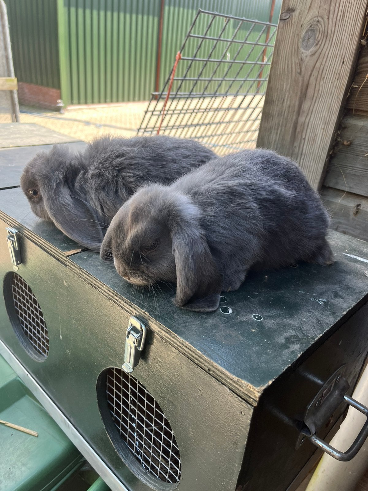 Te koop  Lieve Hangoor konijntjes, Dieren en Toebehoren, Meerdere dieren, Middelgroot, Hangoor