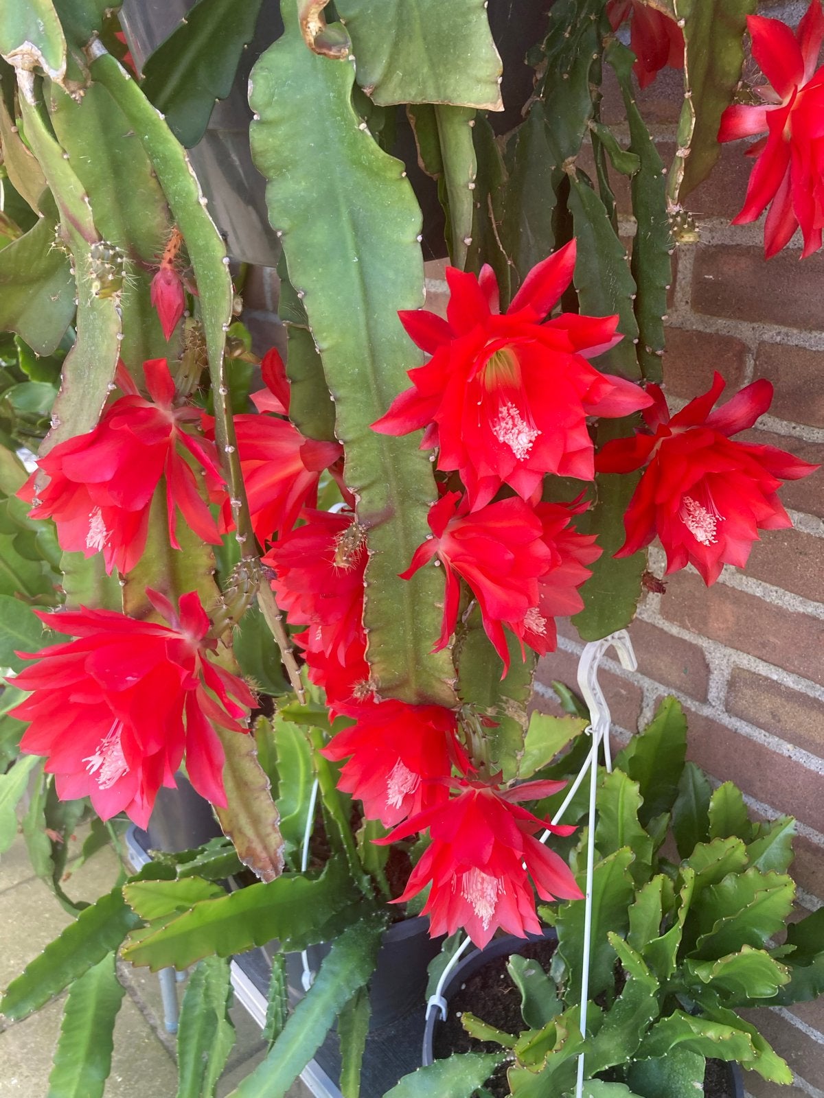 Grote  Epiphyllum planten -vel rood, Tuin en Terras, Vaste plant, Halfschaduw, Zomer, Ophalen