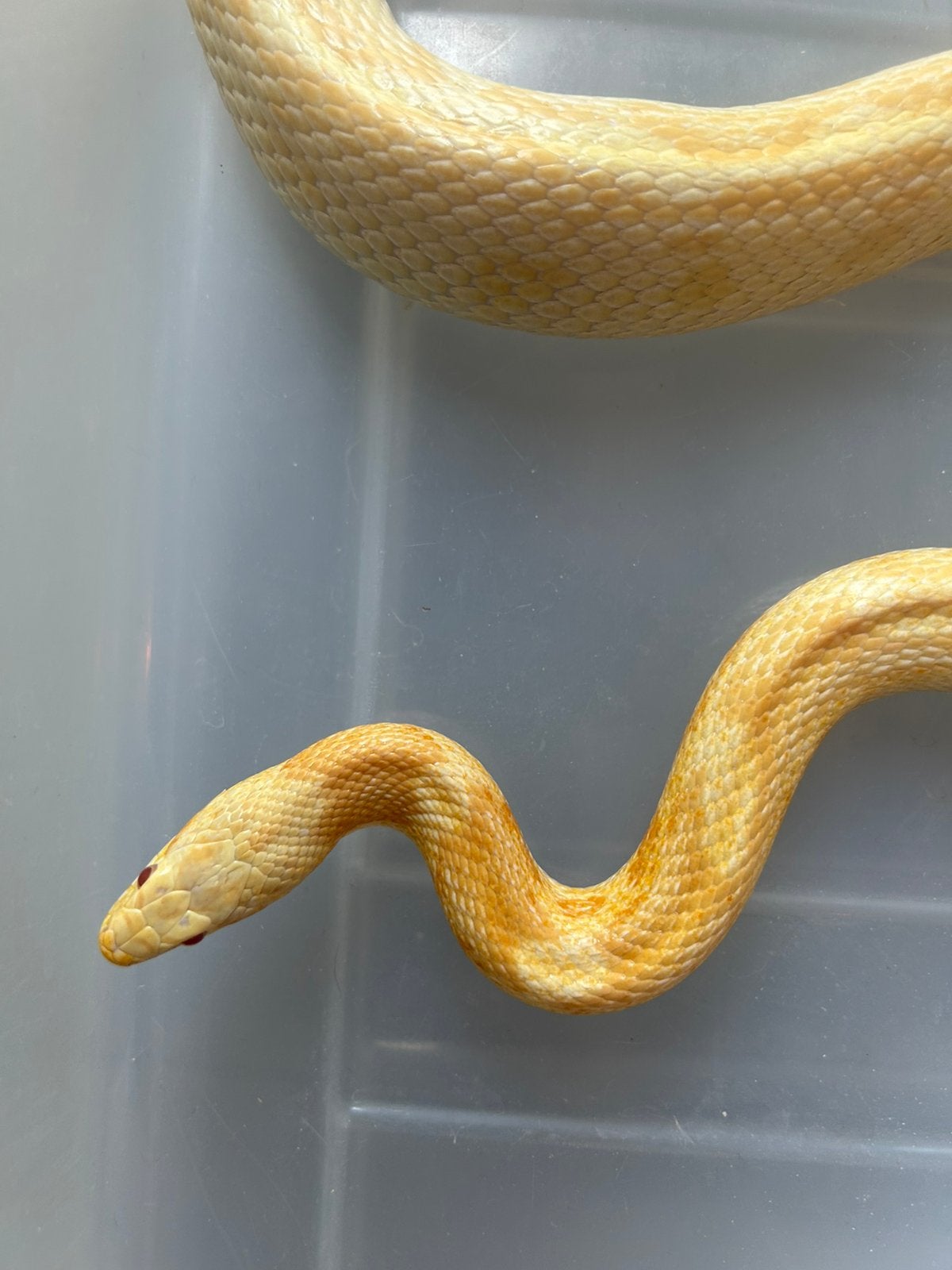 Korenslang te koop Corn Snake photo 6