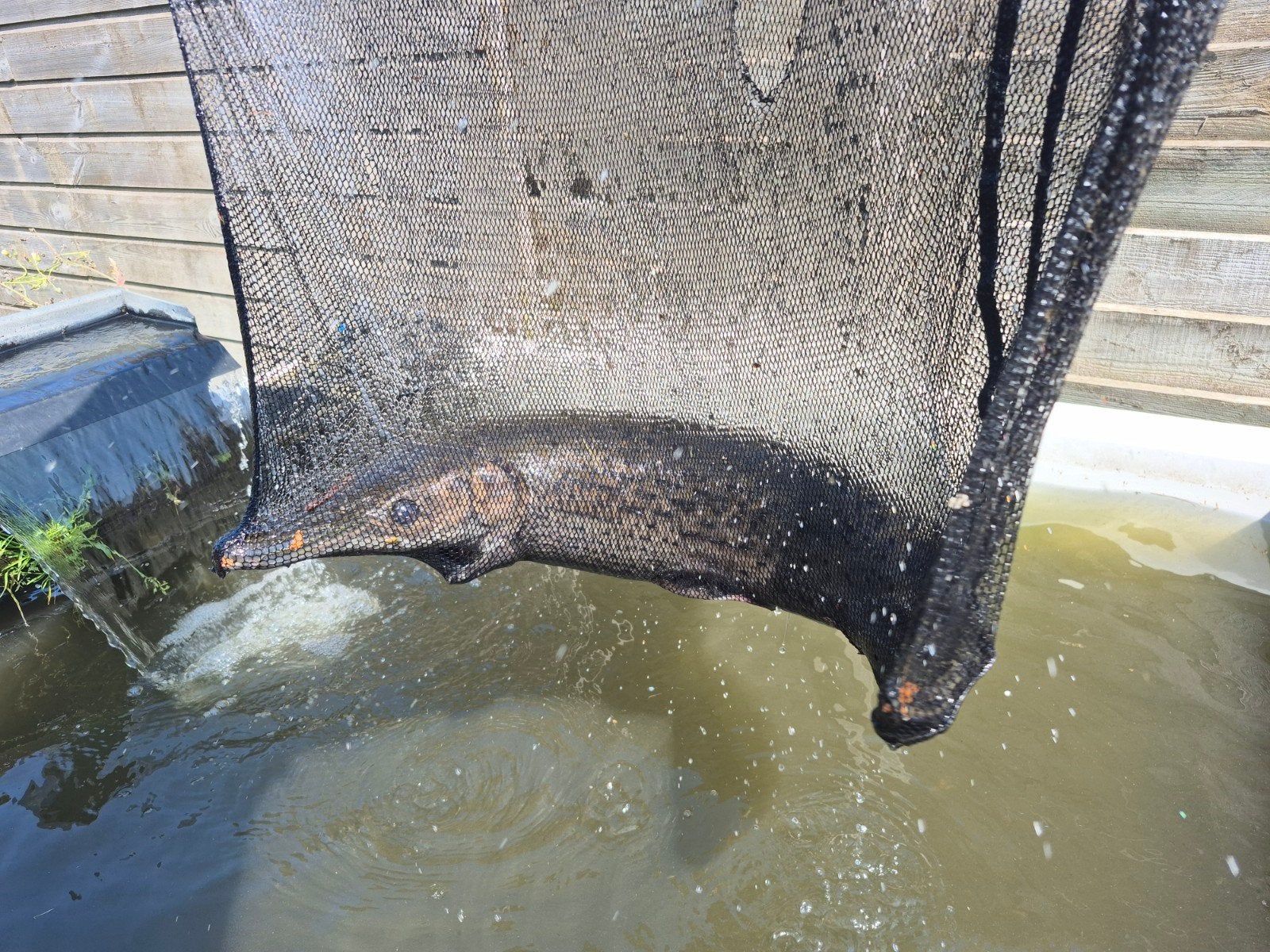 Alligator gar, Dieren en Toebehoren, Vissen | Aquariumvissen, Vis