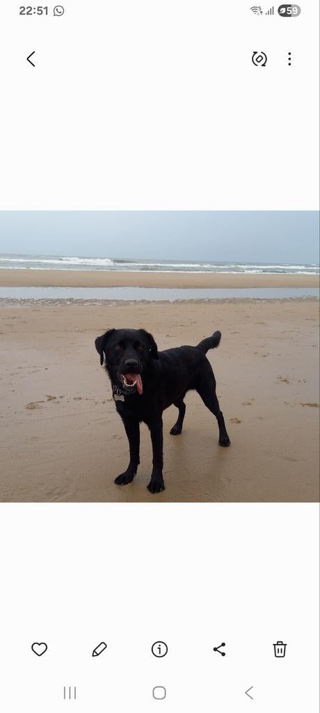 Duo gezin hond gezocht retriever/Friese stabij, Eén hond, 3 tot 5 jaar, Nederland, Particulier
