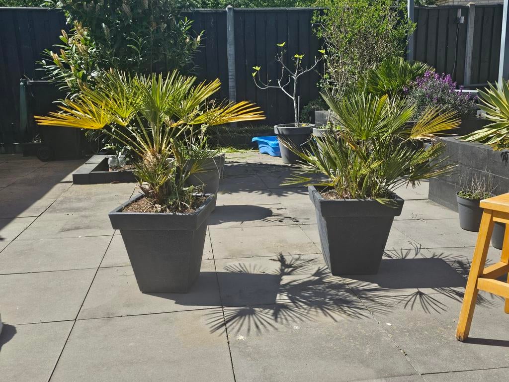 2 palmen inclusief potten, Ophalen, Vaste plant, Overige soorten, Volle zon