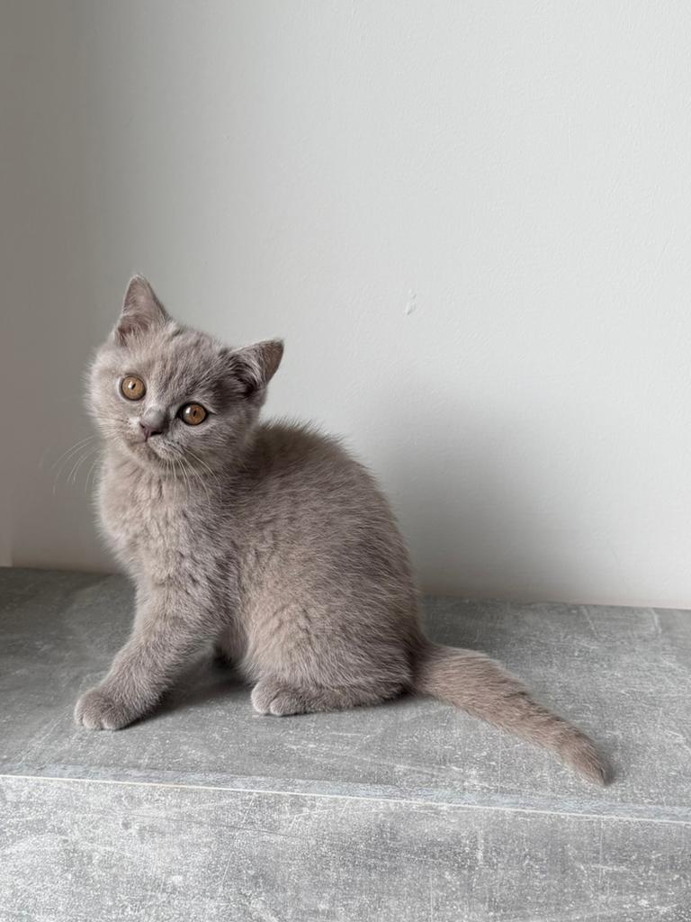 Te koop lieve Britse korthaar katertje, Kater, Ontwormd