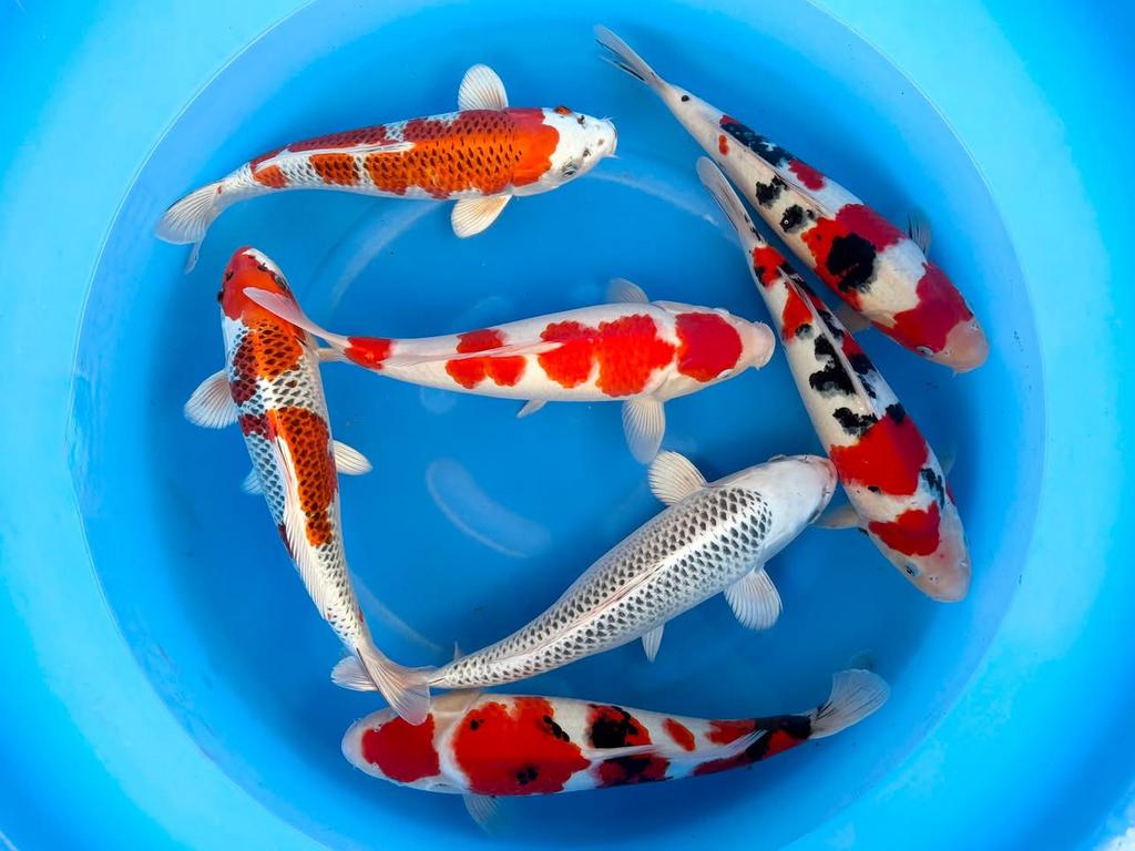 Zaterdag open. Ruim aanbod Japanse koi, Dieren en Toebehoren, Vissen | Vijvervissen, Karper of Koi
