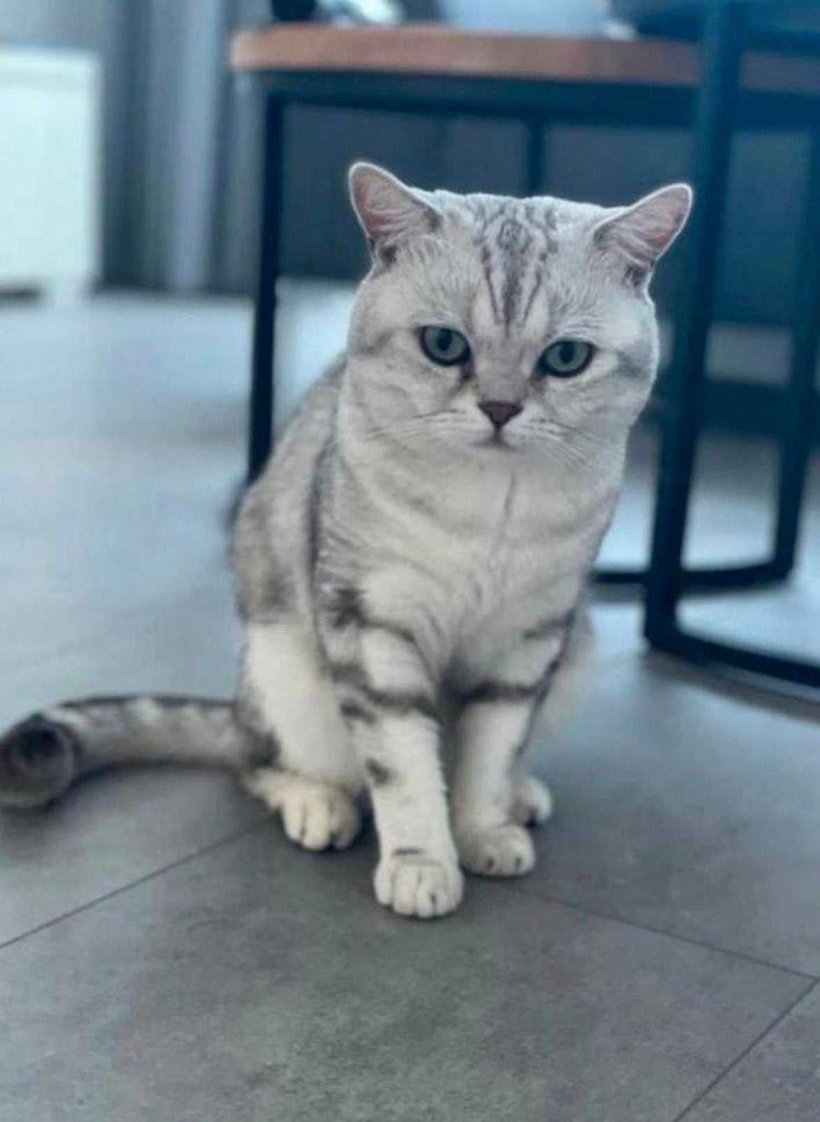 Foto 7 van Raszuivere britse korthaar kittens (exclusive kleuren)