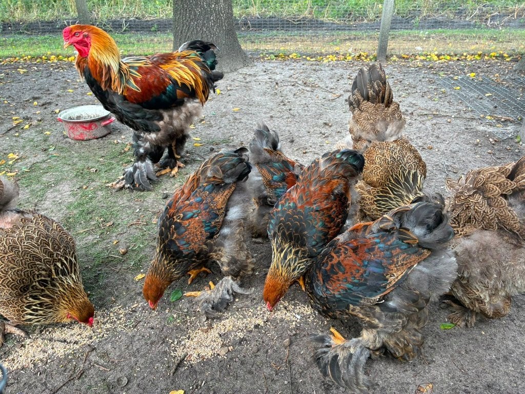 jonge brahma hanen, Dieren en Toebehoren, Mannelijk, Kip