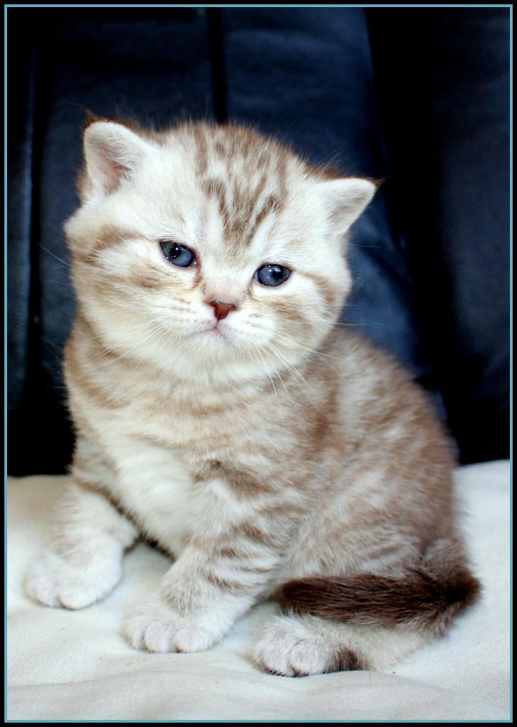 Prachtig poesje en 2 katertjes brits chocolate silver tabby, Kater, Ontwormd