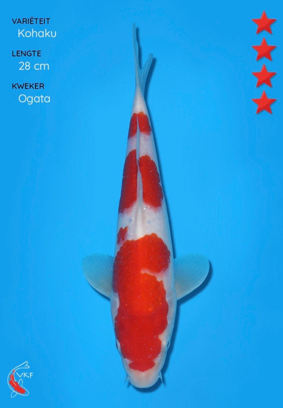 Koi kohaku 28 cm., Dieren en Toebehoren, Vissen | Vijvervissen, Karper of Koi