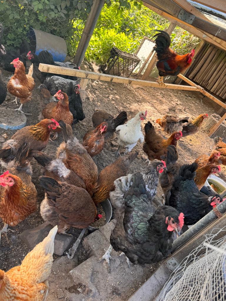 Kippen, Dieren en Toebehoren, Pluimvee, Kip, Vrouwelijk