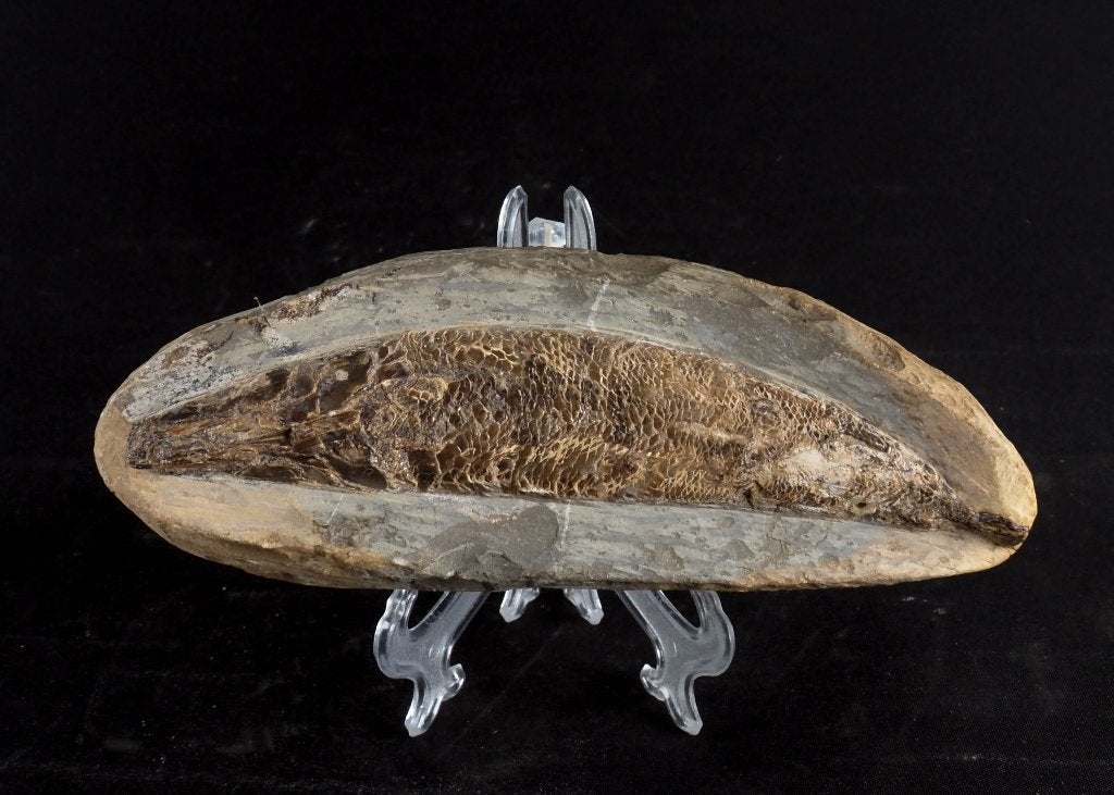 Vis fossiel Beenvis Rhacolepsis Buccalis Brazilië 18 cm, Ophalen of Verzenden, Fossiel