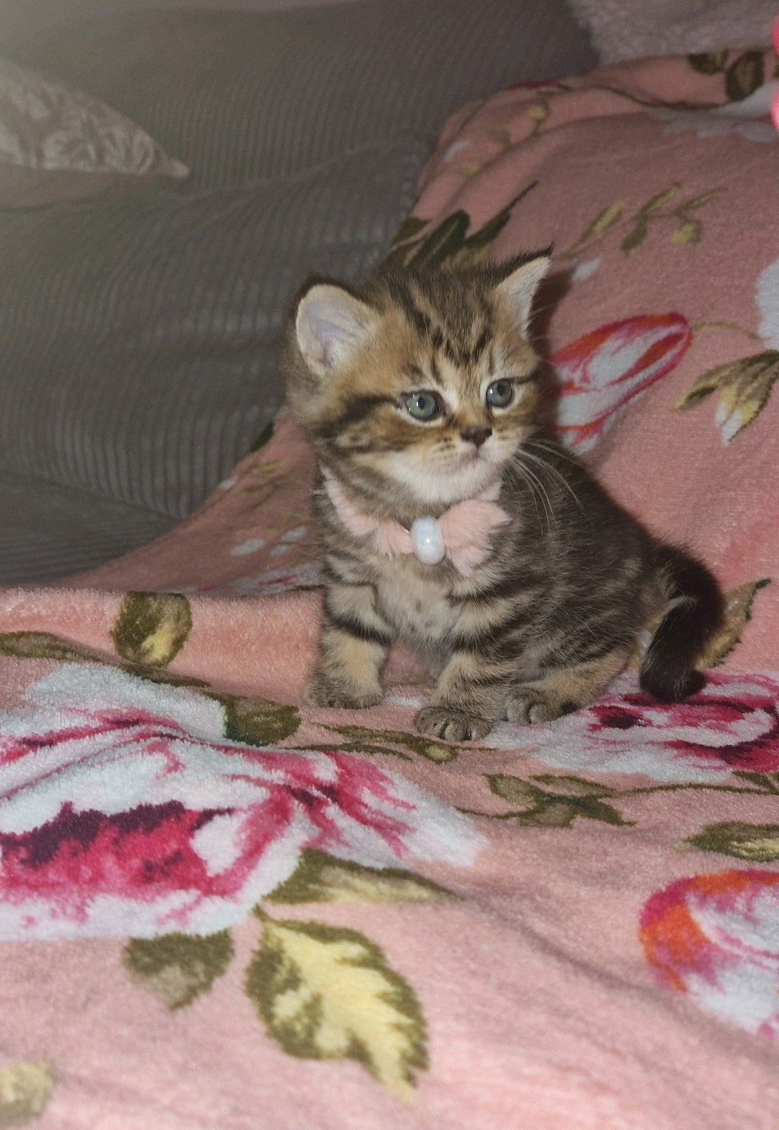 Raszuivere Britse Lynx Tabby Point kittens kort/langhaar, Meerdere dieren