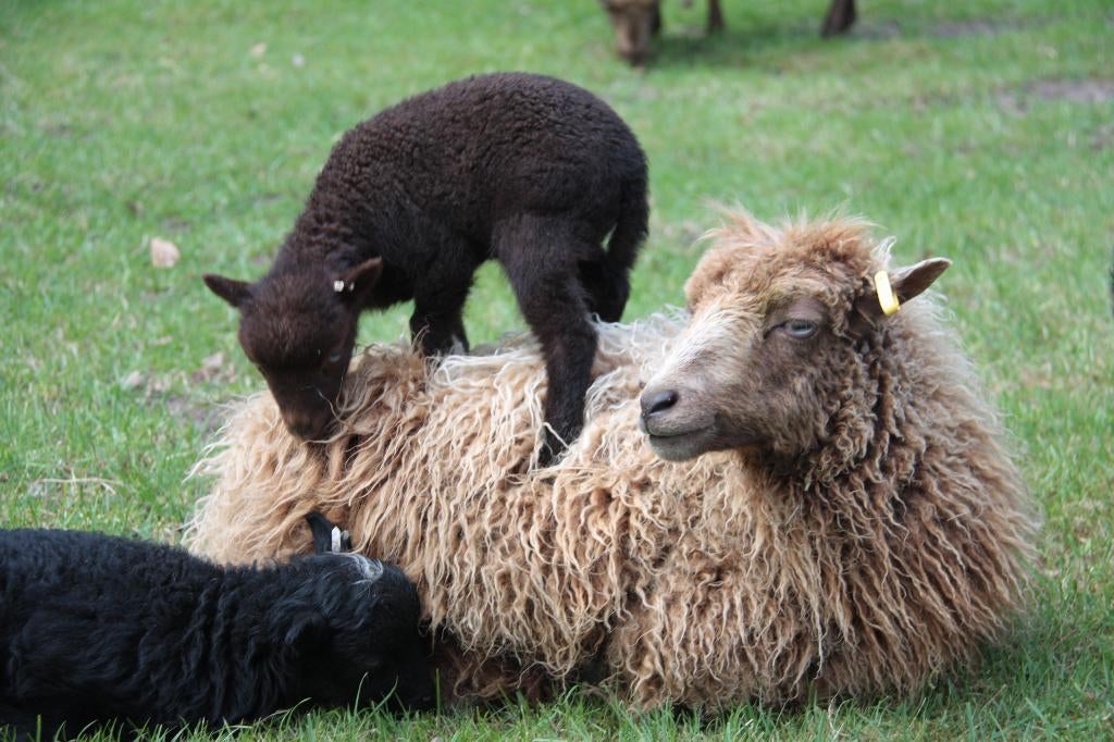 Ouessant schapen - fraaie ooien reserveren en weitje gezocht, Dieren en Toebehoren, Schapen, Geiten en Varkens, Meerdere dieren