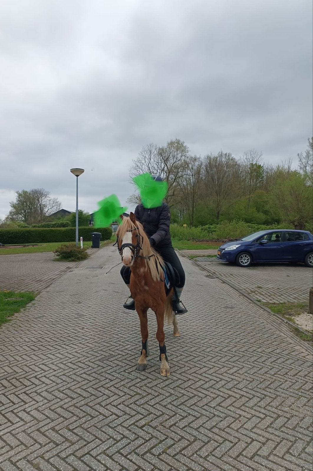 12 jarige makke ruin 1,33cm en 8 jarige ruin 1,11cm, Met stamboom, B, Ruin, Dressuurpony