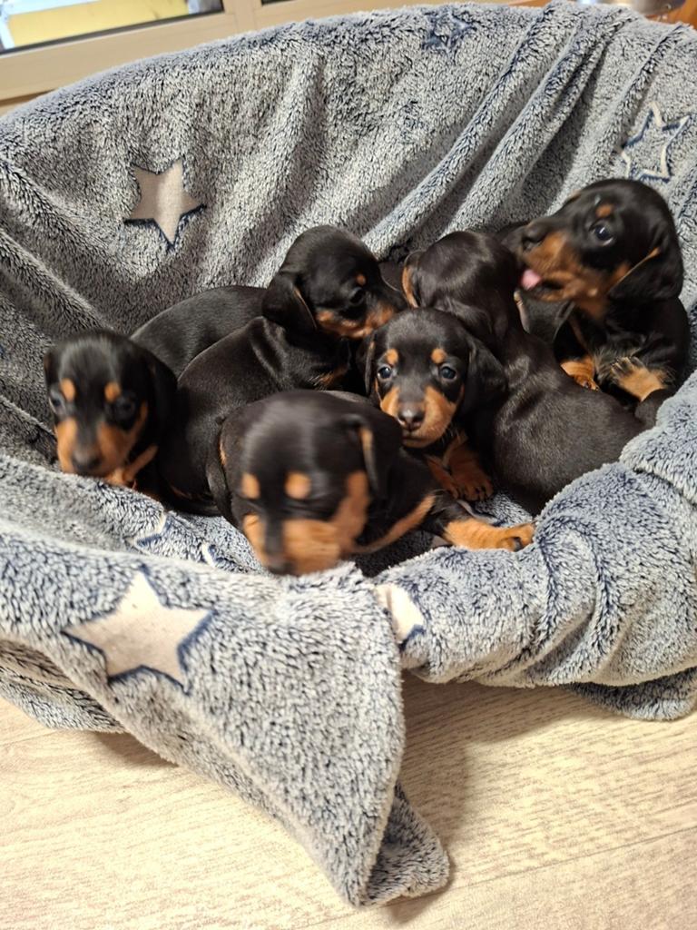 Korthaar dwergteckel pups Black and Tan., Parvo, 8 tot 15 weken, Korthaar, Dwerg