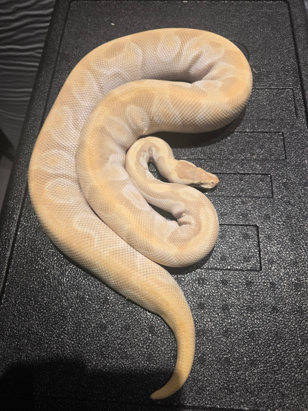 0.1 candy Ball Python - female for sale from martijn