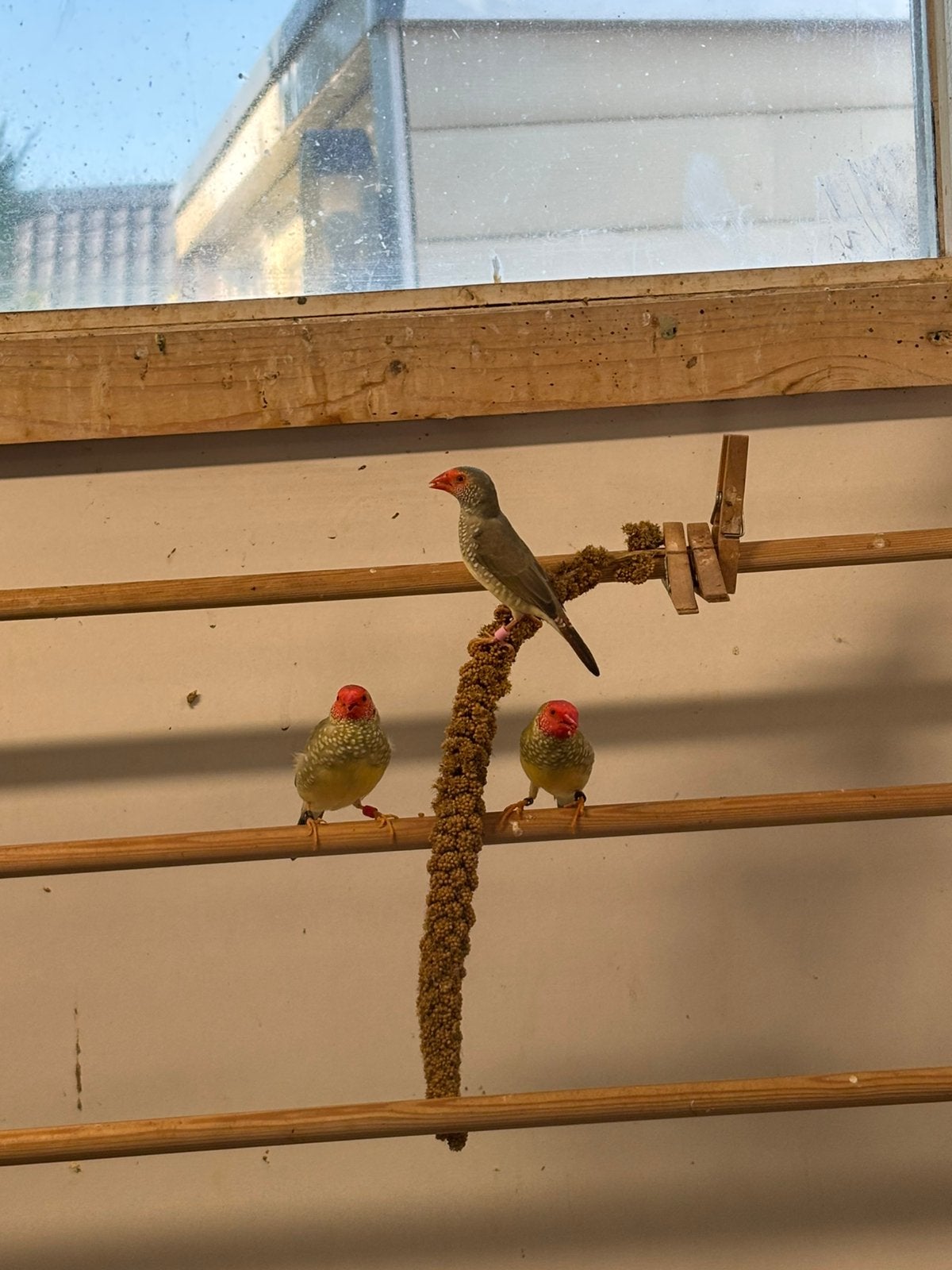 Binsenastrildes, Dieren en Toebehoren, Vogels | Overige Vogels, Meerdere dieren, Tropenvogel, Geringd
