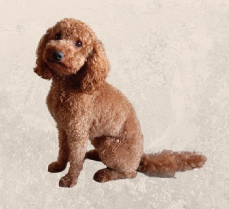 rode dwergpoedel dekreu met drachtecho, Reu, Parvo, Eén hond, 3 tot 5 jaar