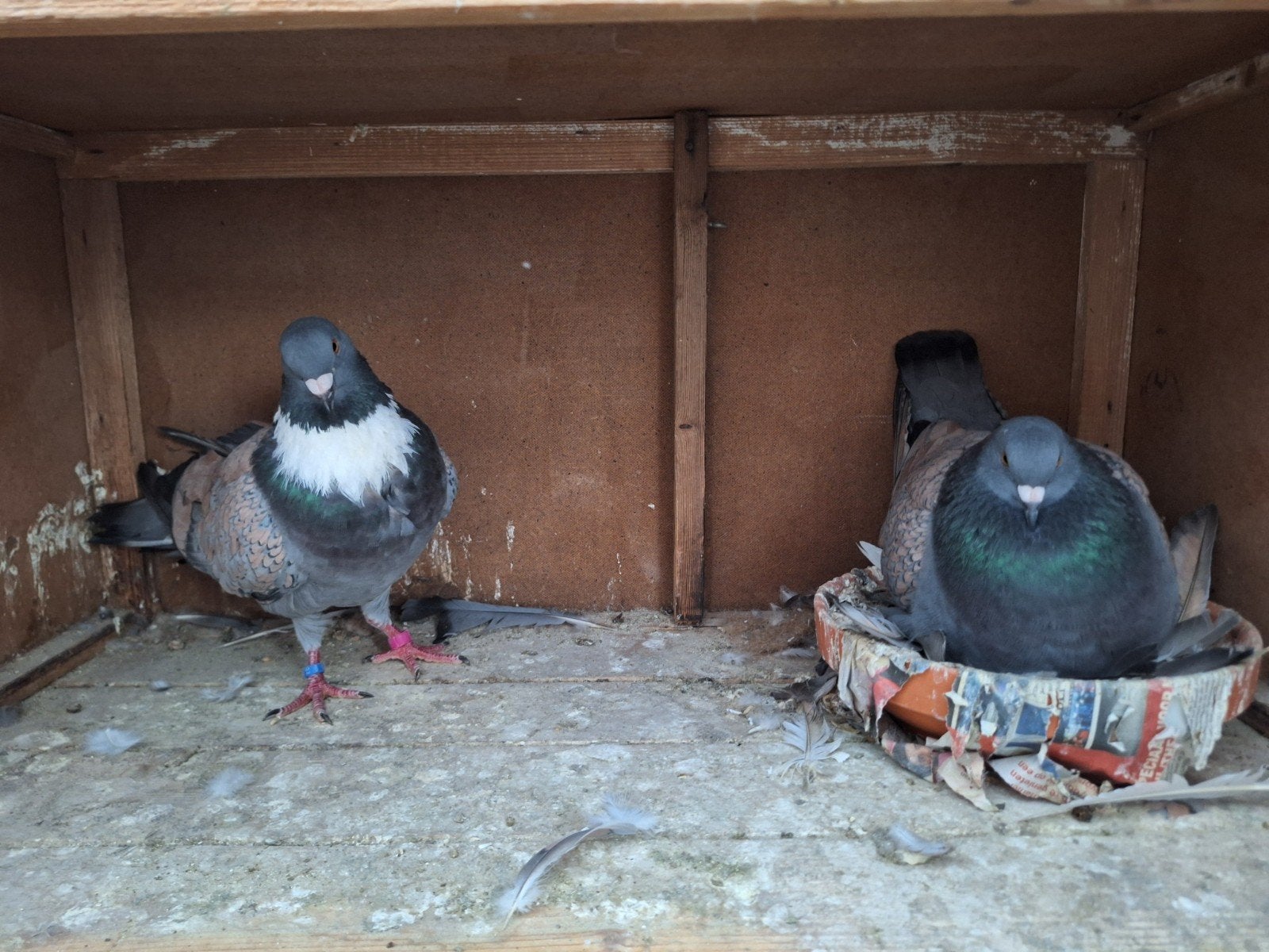 cauchois duiven tt waardig tt kwaliteit roze & bronsgeschubd, Meerdere dieren, Overige soorten