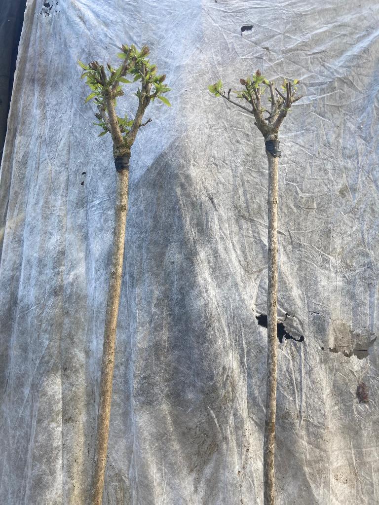 Catalpa b. Nana Bolcatalpa € 30 p/stuk, 100 tot 250 cm, Zomer, Ophalen, Volle zon