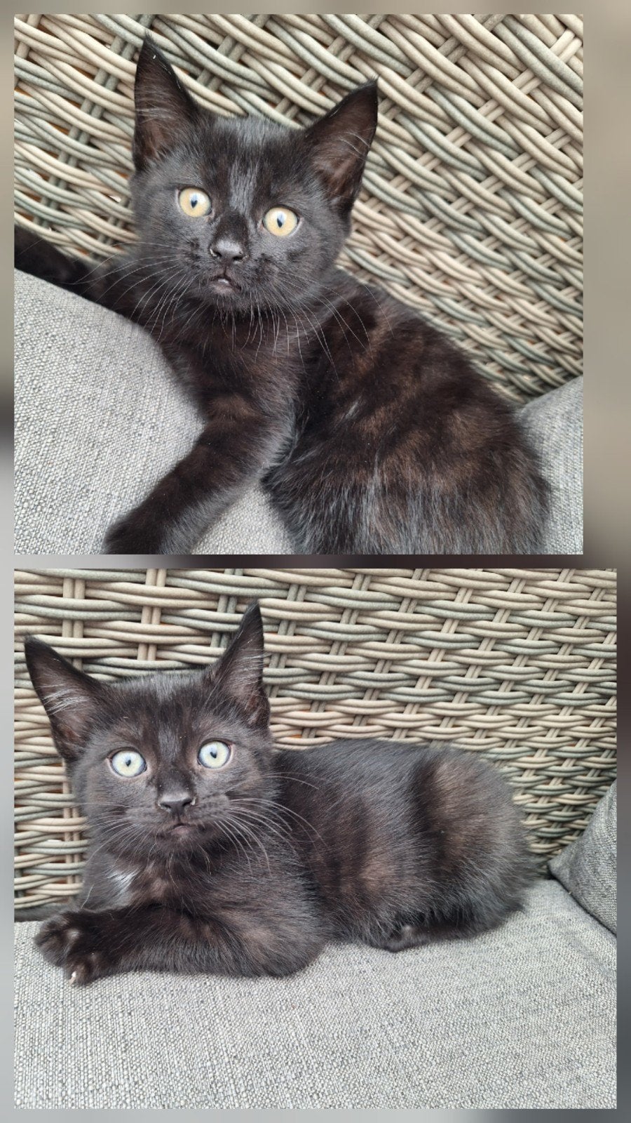 2 super lieve katertjes, Kater, Ontwormd