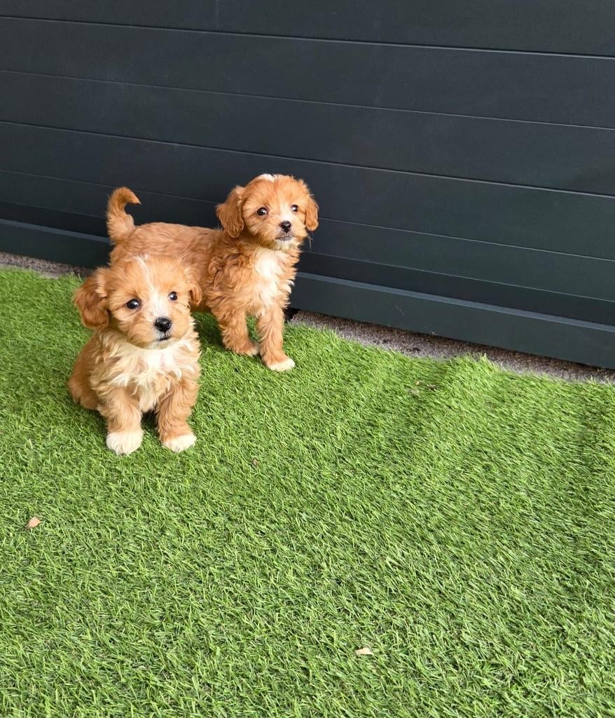 Hele leuke Maltipoo pups in verschillende kleurtjes, Poedel, Parvo, Nederland, 8 tot 15 weken